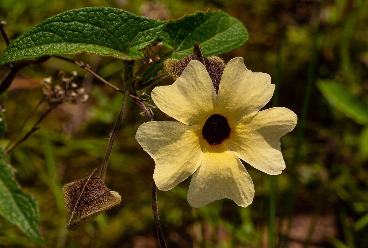 Thunbergia alata