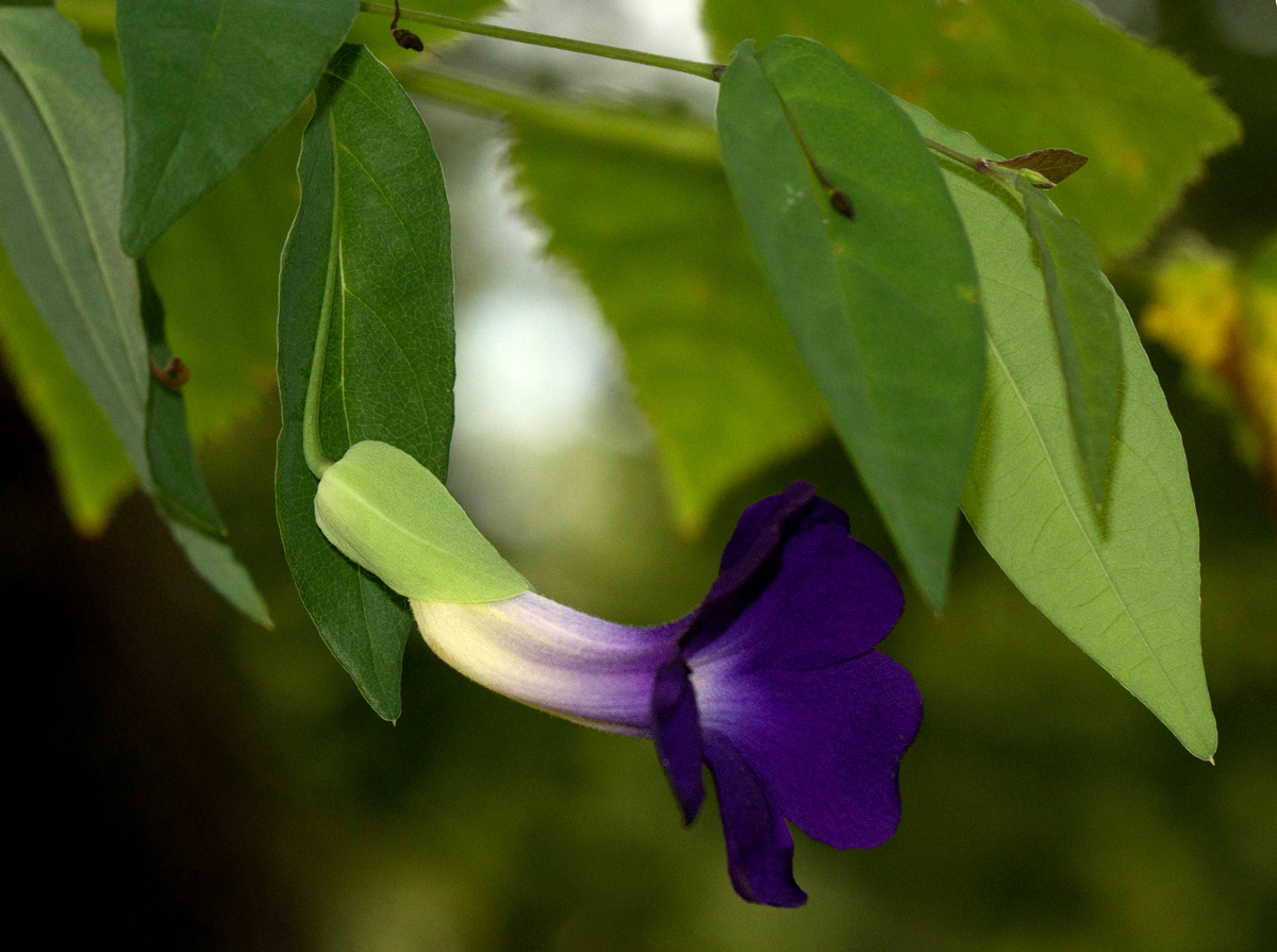 Thunbergia crispa