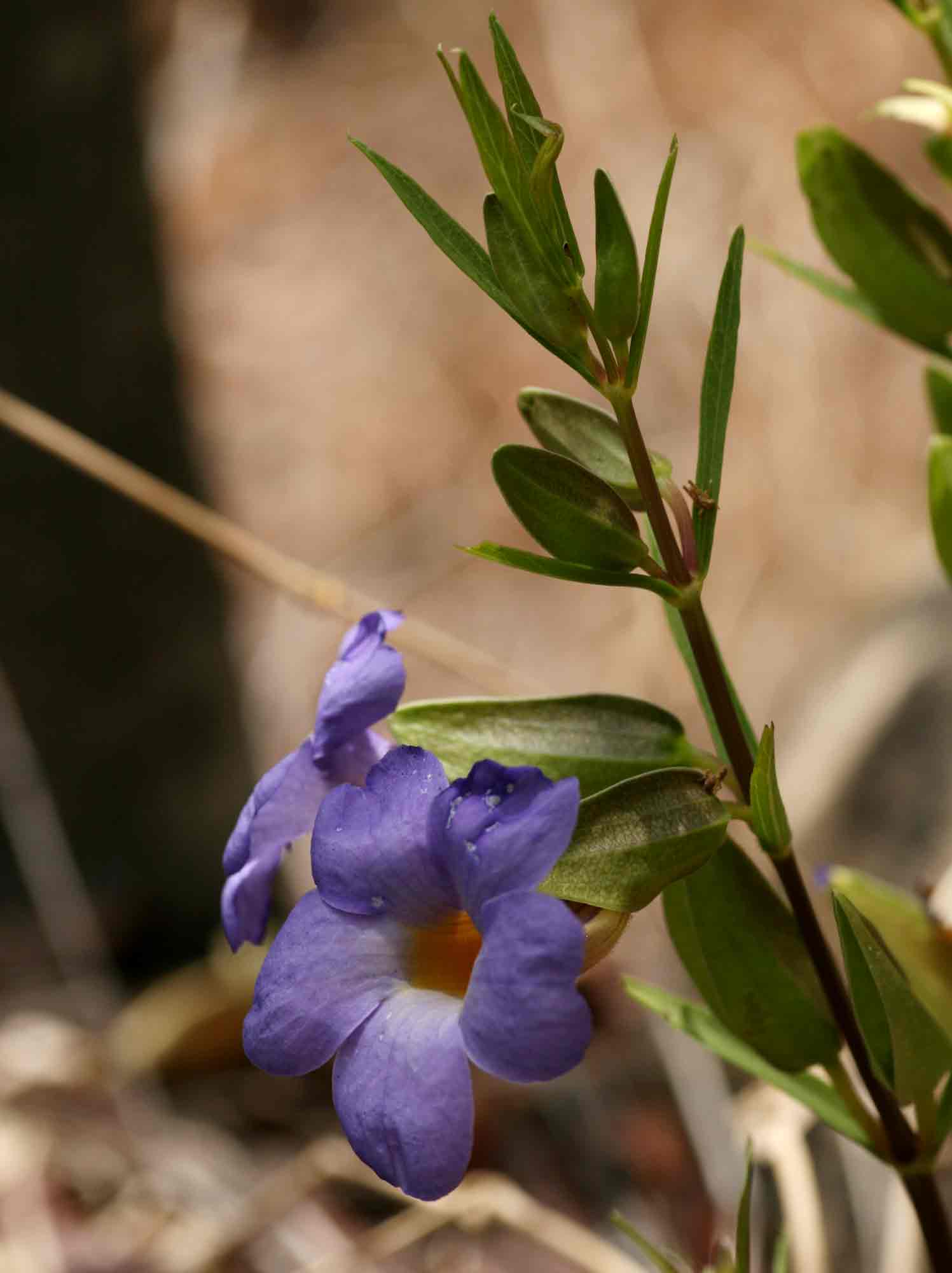 Thunbergia oblongifolia