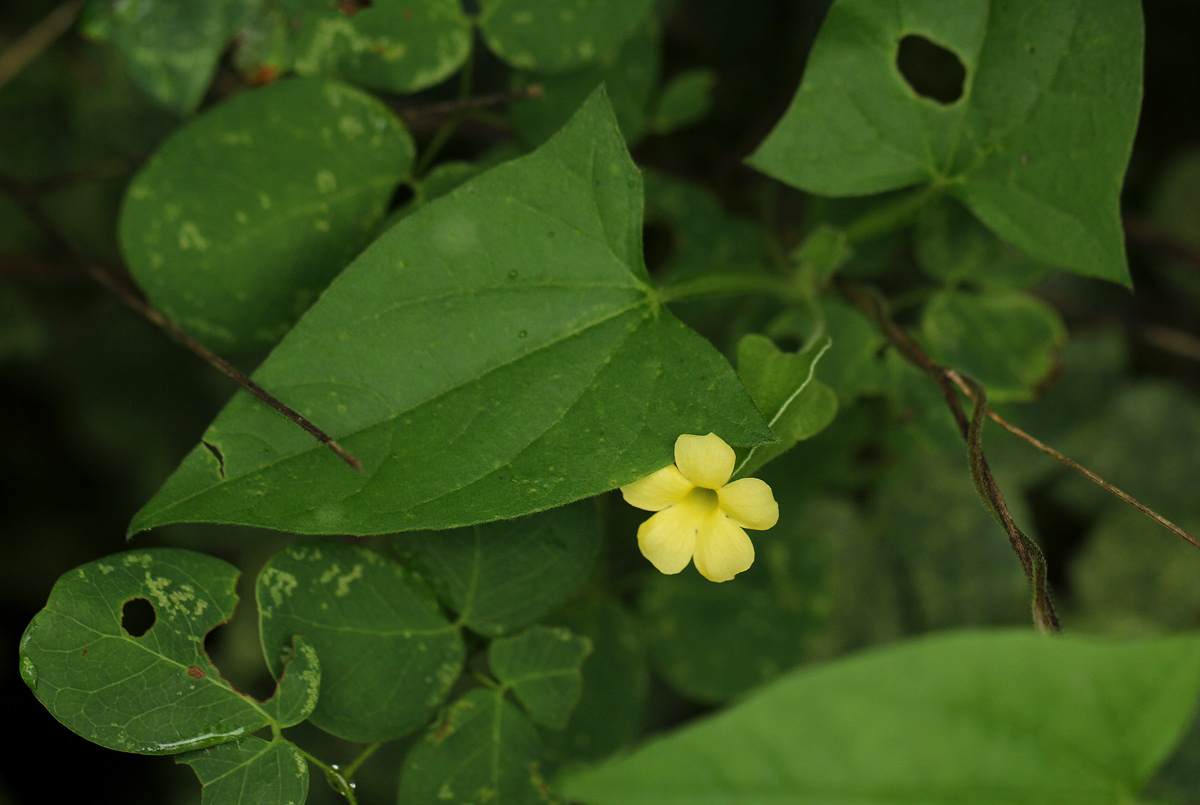 Thunbergia reticulata