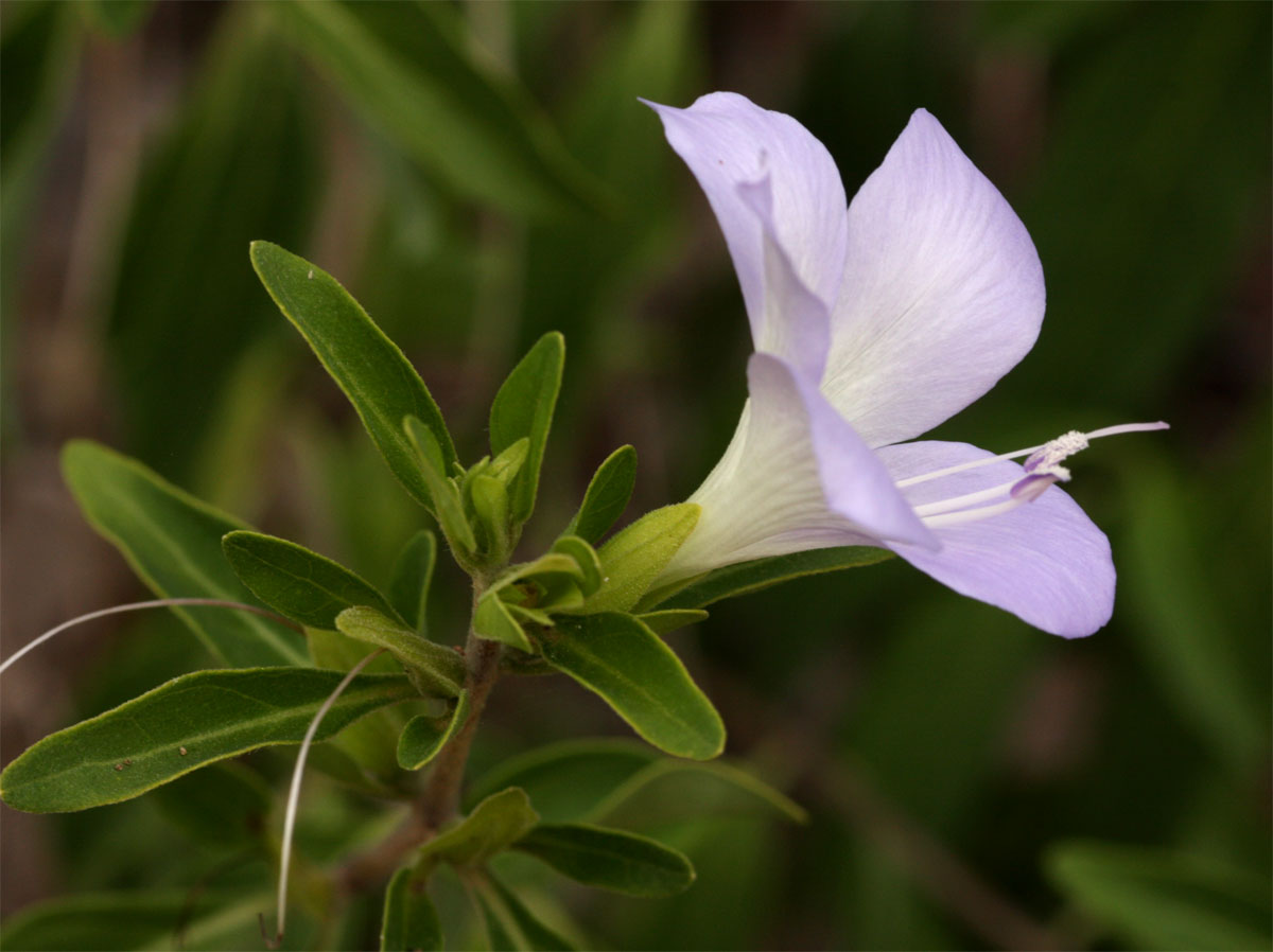 Barleria matopensis