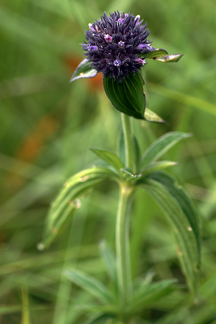 Agathisanthemum globosum Agathisanthemum globosum