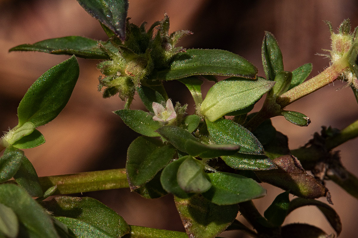 Oldenlandia goreensis var. goreensis Oldenlandia goreensis var. goreensis