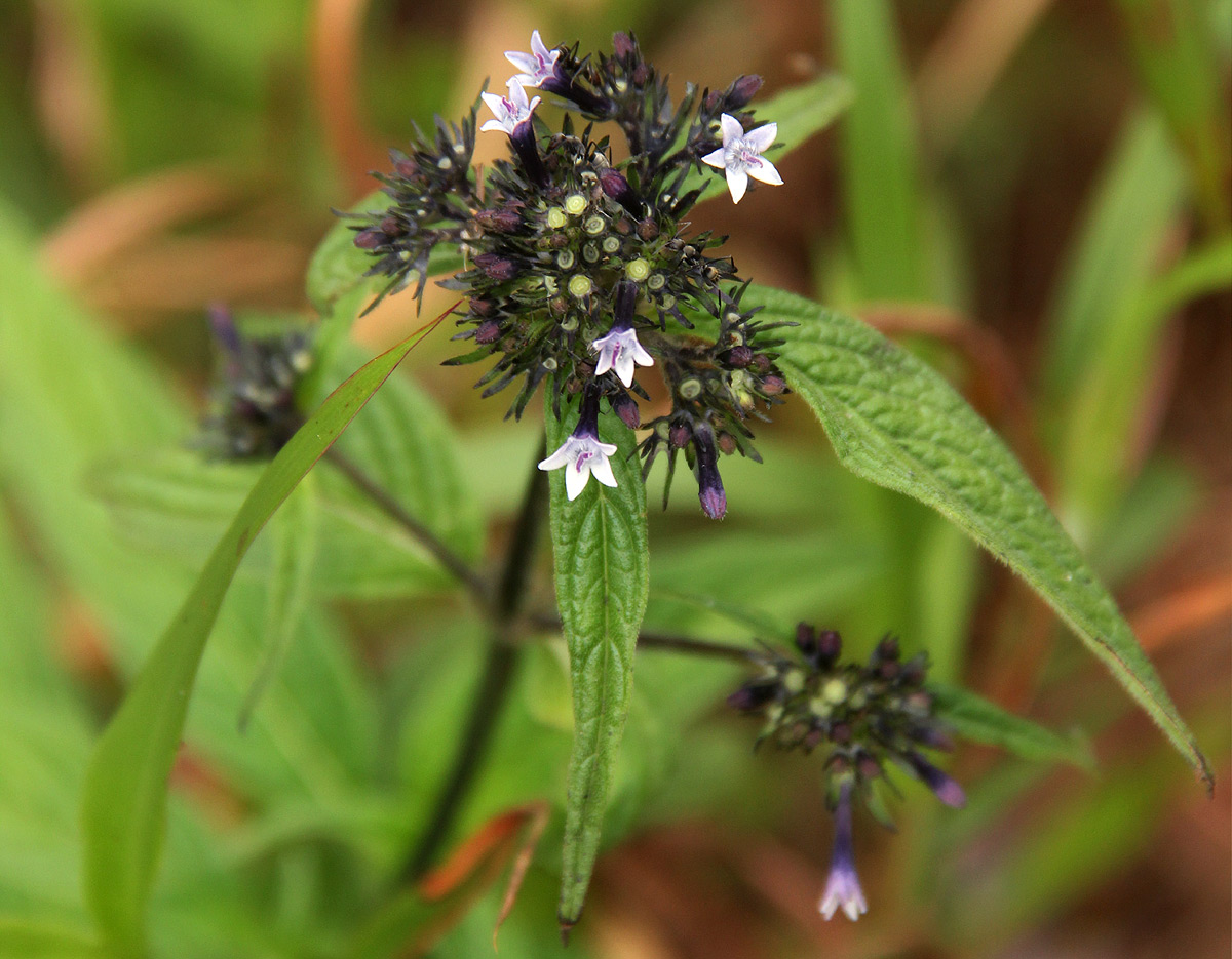 Pentas purpurea subsp. purpurea Pentas purpurea subsp. purpurea