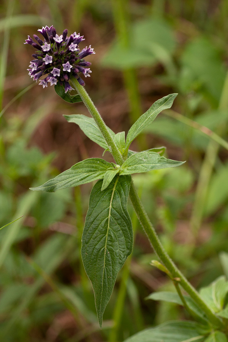 Pentas purpurea subsp. purpurea Pentas purpurea subsp. purpurea