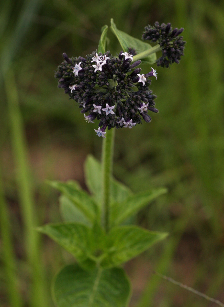 Pentas purpurea subsp. purpurea Pentas purpurea subsp. purpurea