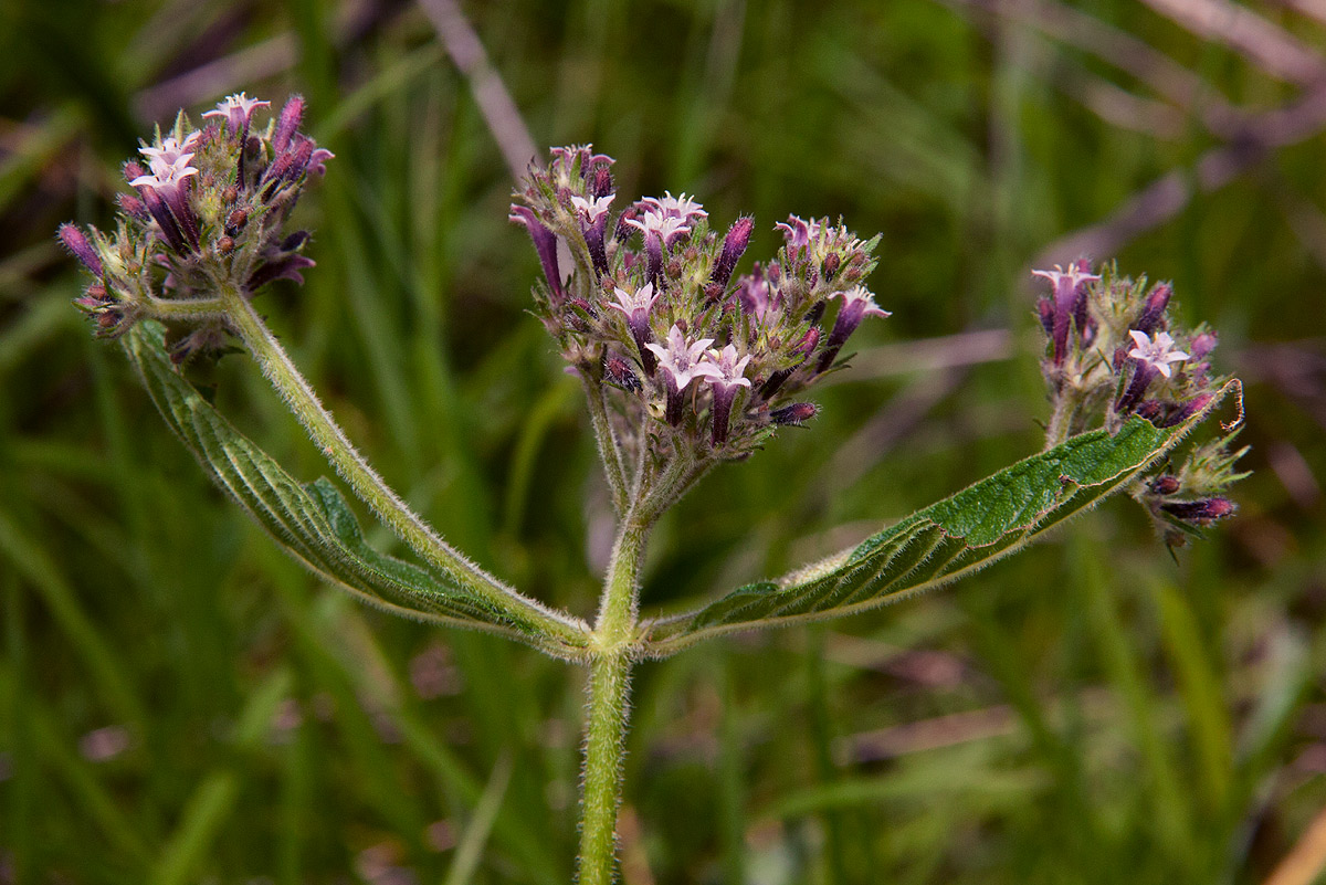 Pentas purpurea subsp. purpurea Pentas purpurea subsp. purpurea