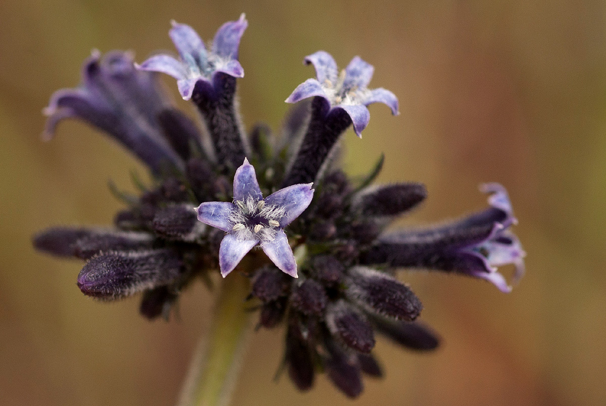 Pentas purpurea subsp. purpurea Pentas purpurea subsp. purpurea