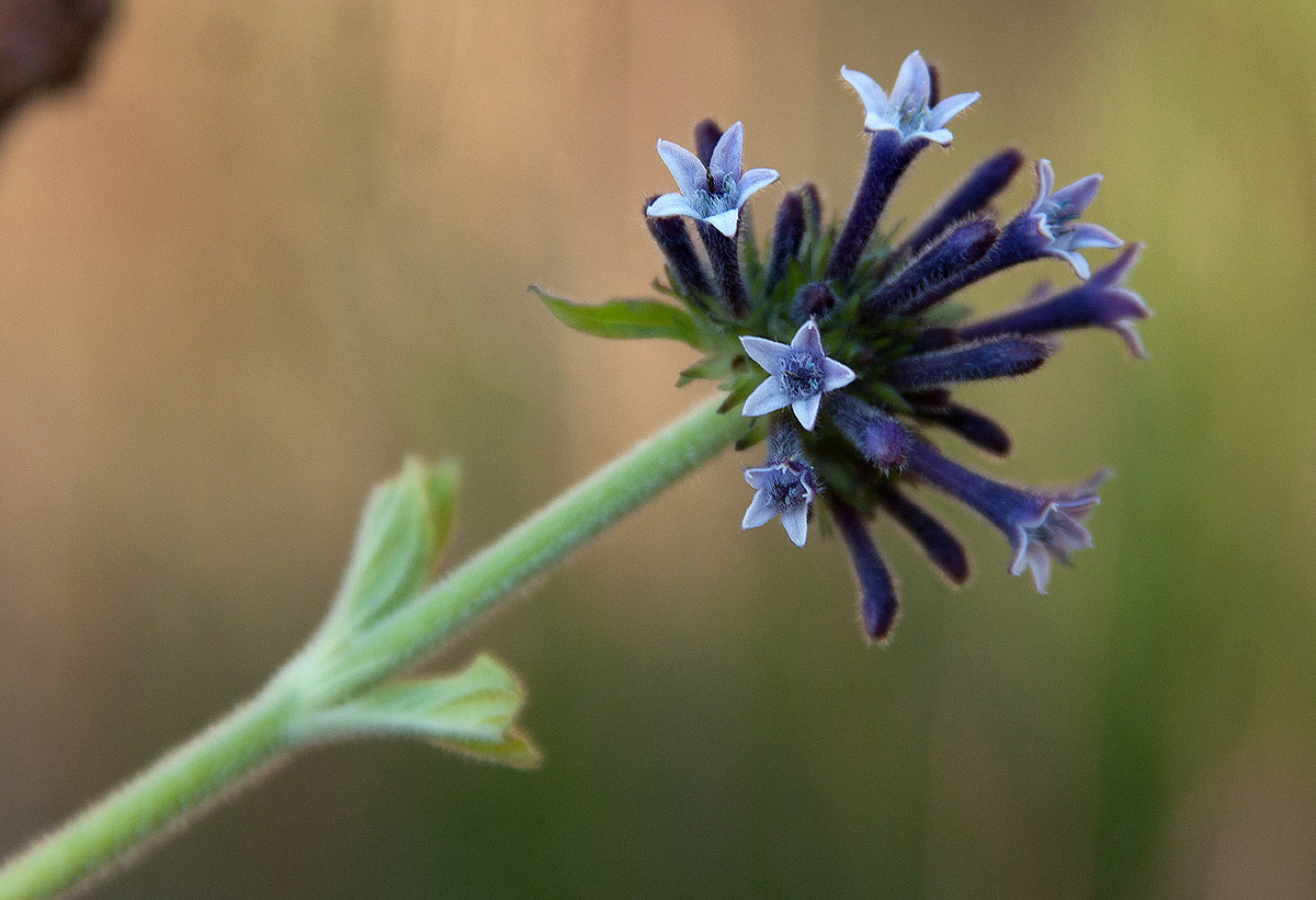 Pentas purpurea subsp. purpurea Pentas purpurea subsp. purpurea