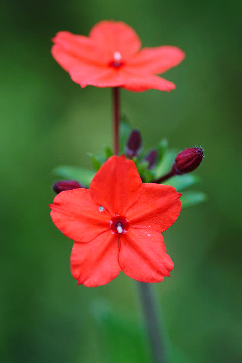 Otomeria elatior Otomeria elatior