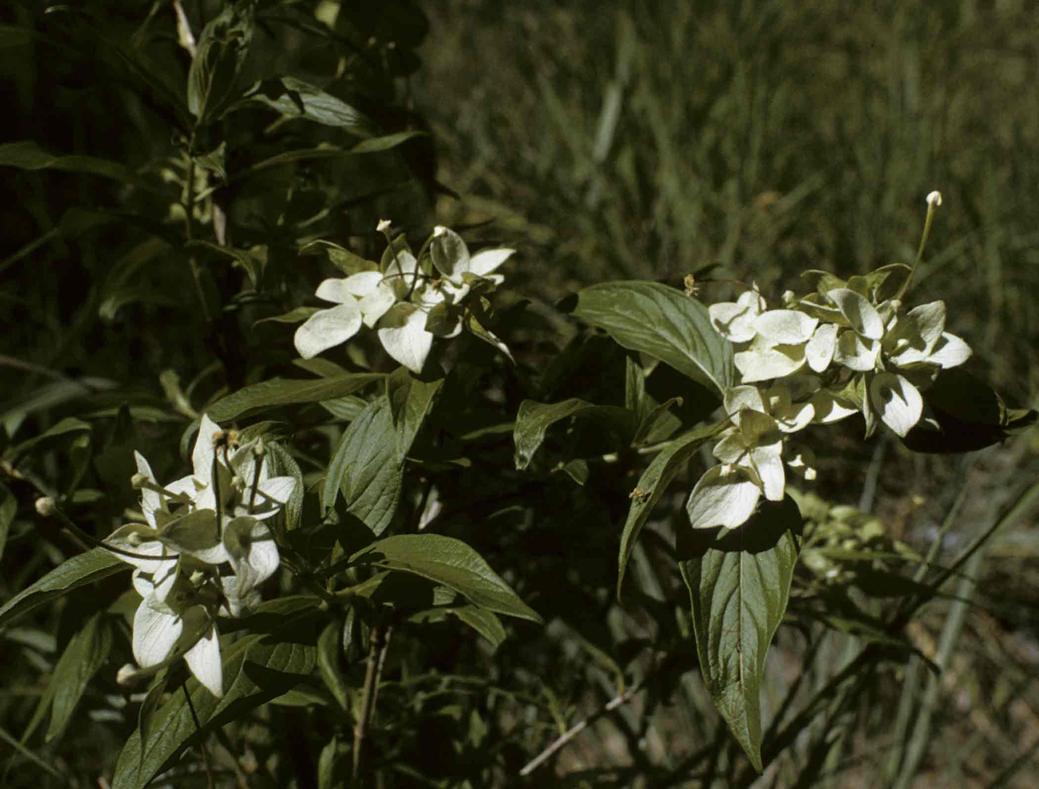 Carphalea pubescens Carphalea pubescens