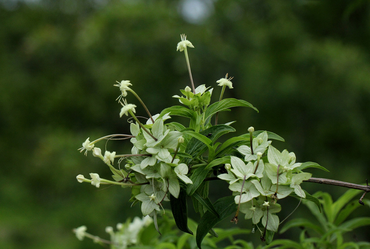 Carphalea pubescens Carphalea pubescens