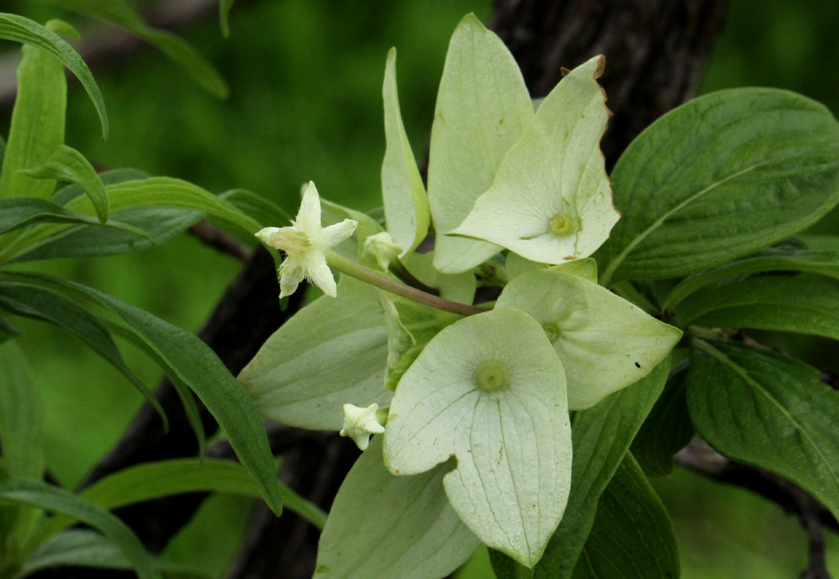 Carphalea pubescens Carphalea pubescens