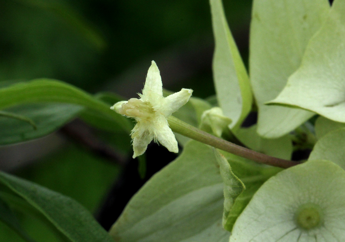 Carphalea pubescens Carphalea pubescens
