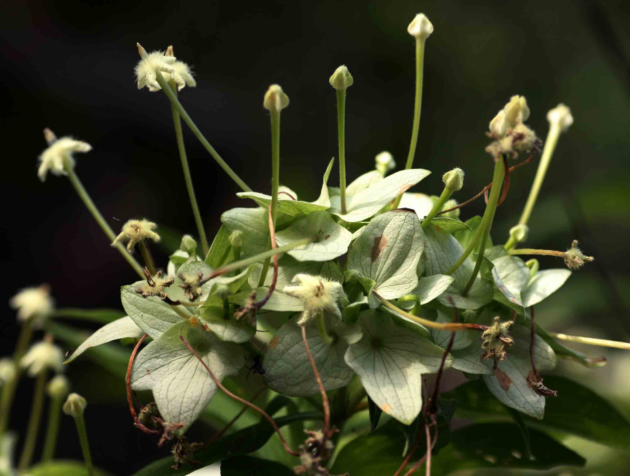 Carphalea pubescens Carphalea pubescens