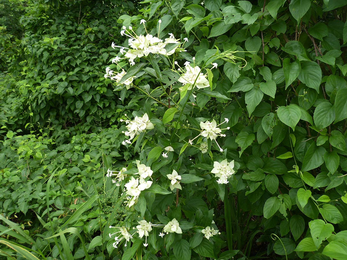 Carphalea pubescens Carphalea pubescens