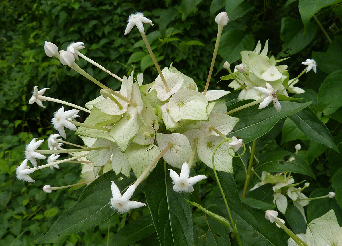 Carphalea pubescens Carphalea pubescens
