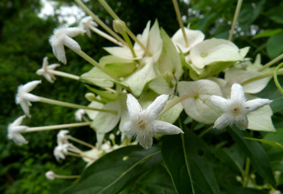 Carphalea pubescens Carphalea pubescens
