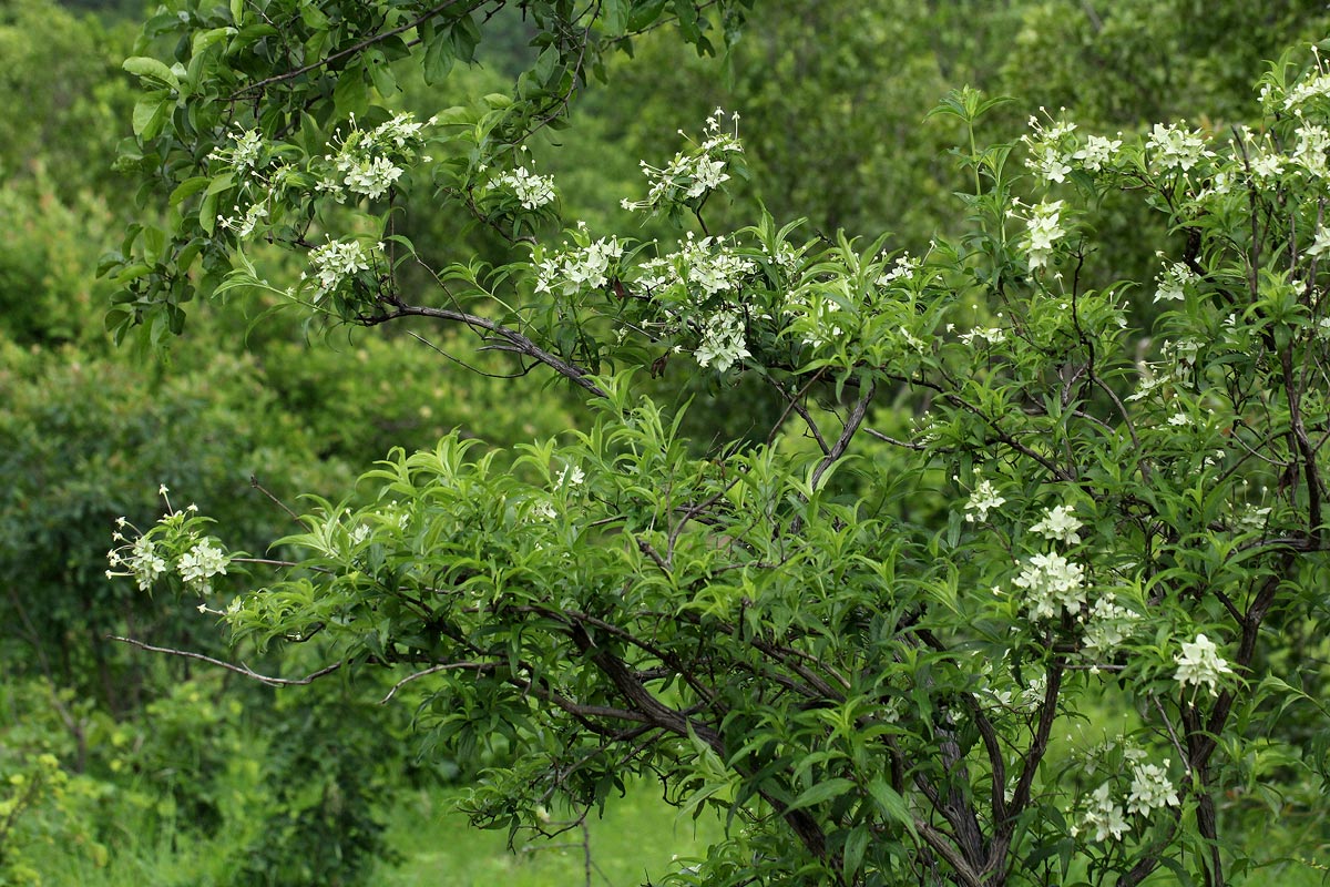 Carphalea pubescens Carphalea pubescens