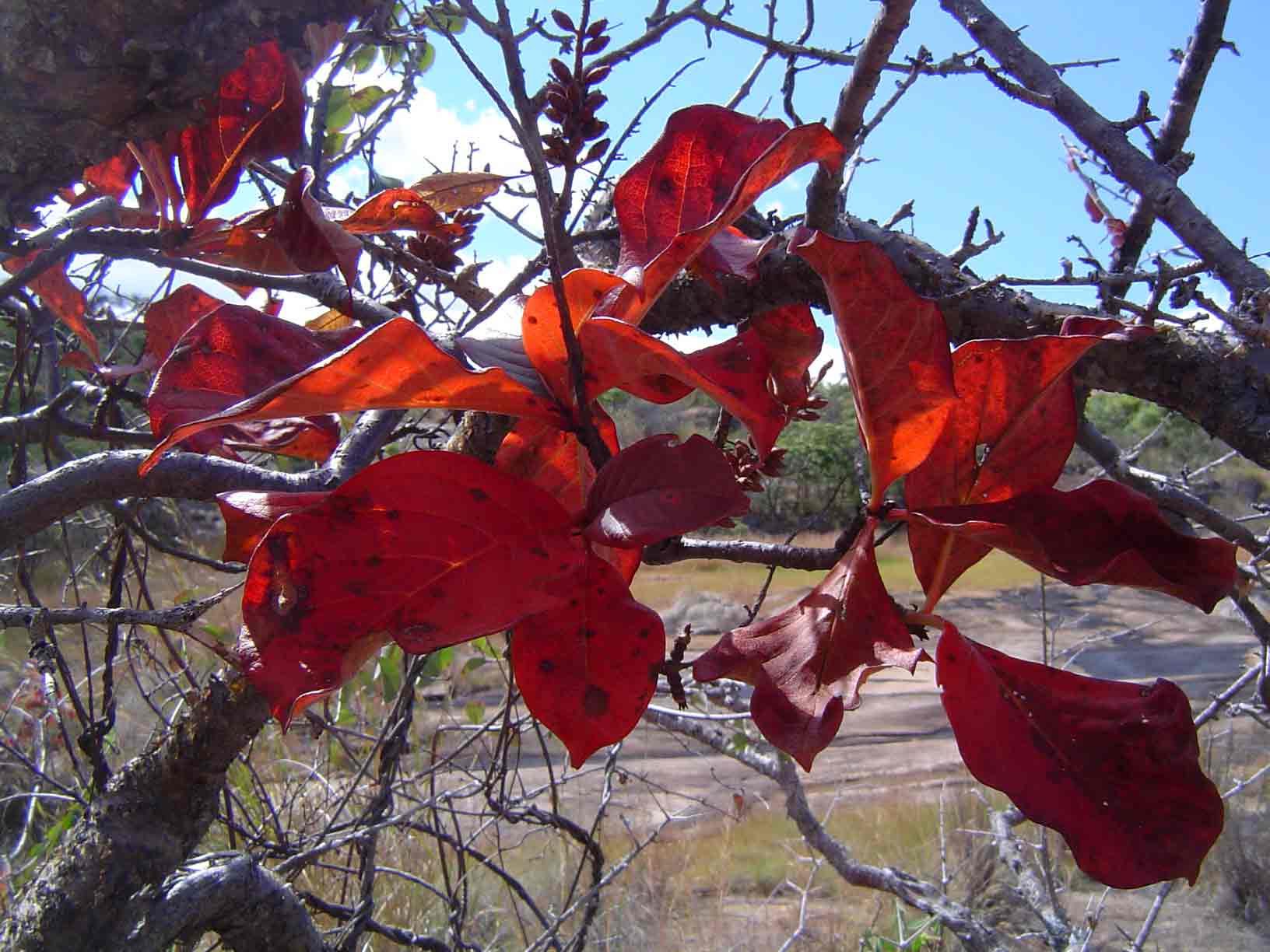 Hymenodictyon floribundum Hymenodictyon floribundum