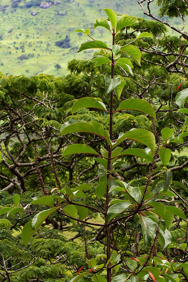 Hymenodictyon floribundum Hymenodictyon floribundum