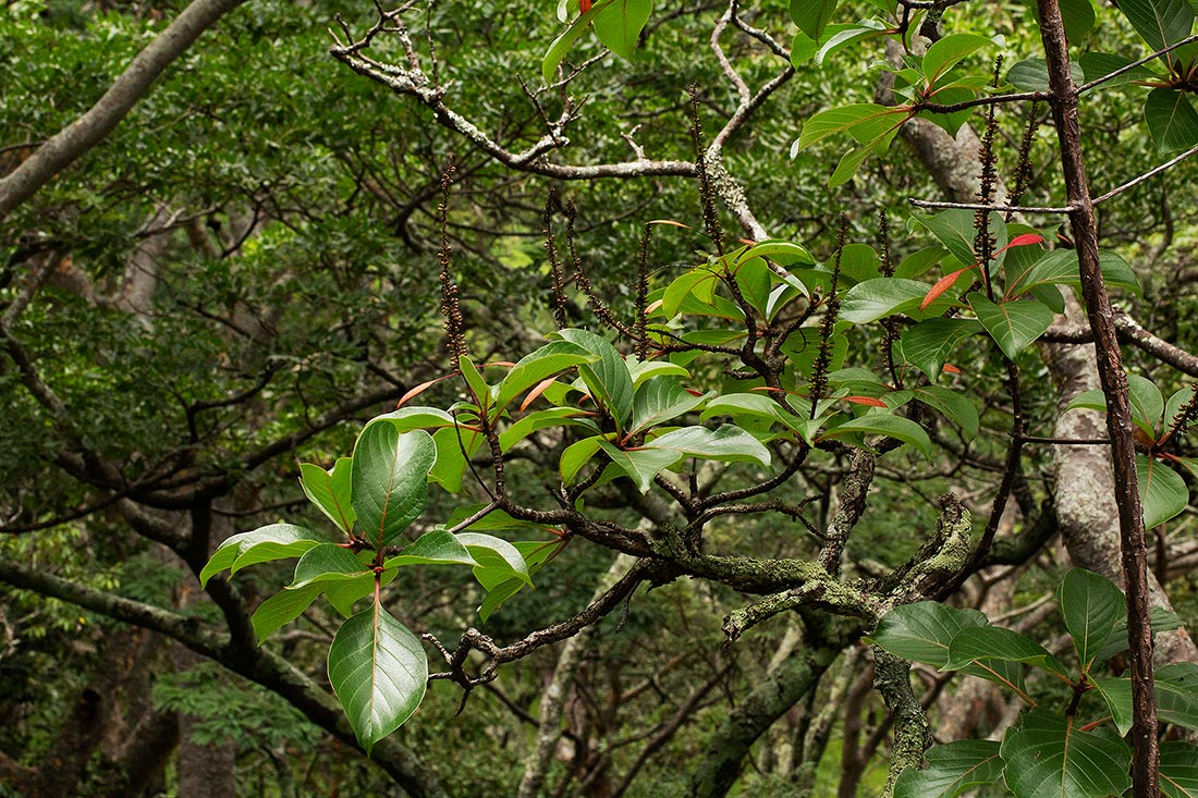 Hymenodictyon floribundum Hymenodictyon floribundum