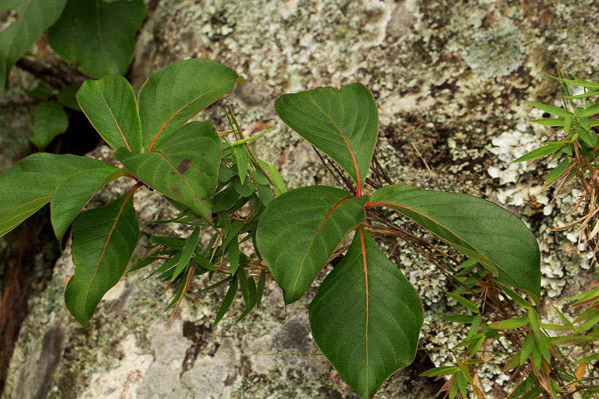 Hymenodictyon floribundum Hymenodictyon floribundum