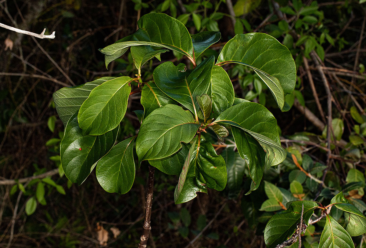Hymenodictyon floribundum Hymenodictyon floribundum