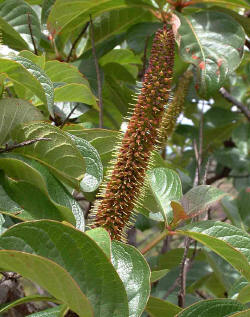 Hymenodictyon floribundum Hymenodictyon floribundum