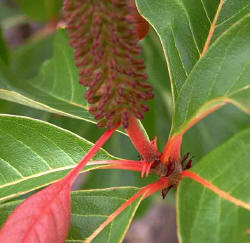 Hymenodictyon floribundum Hymenodictyon floribundum