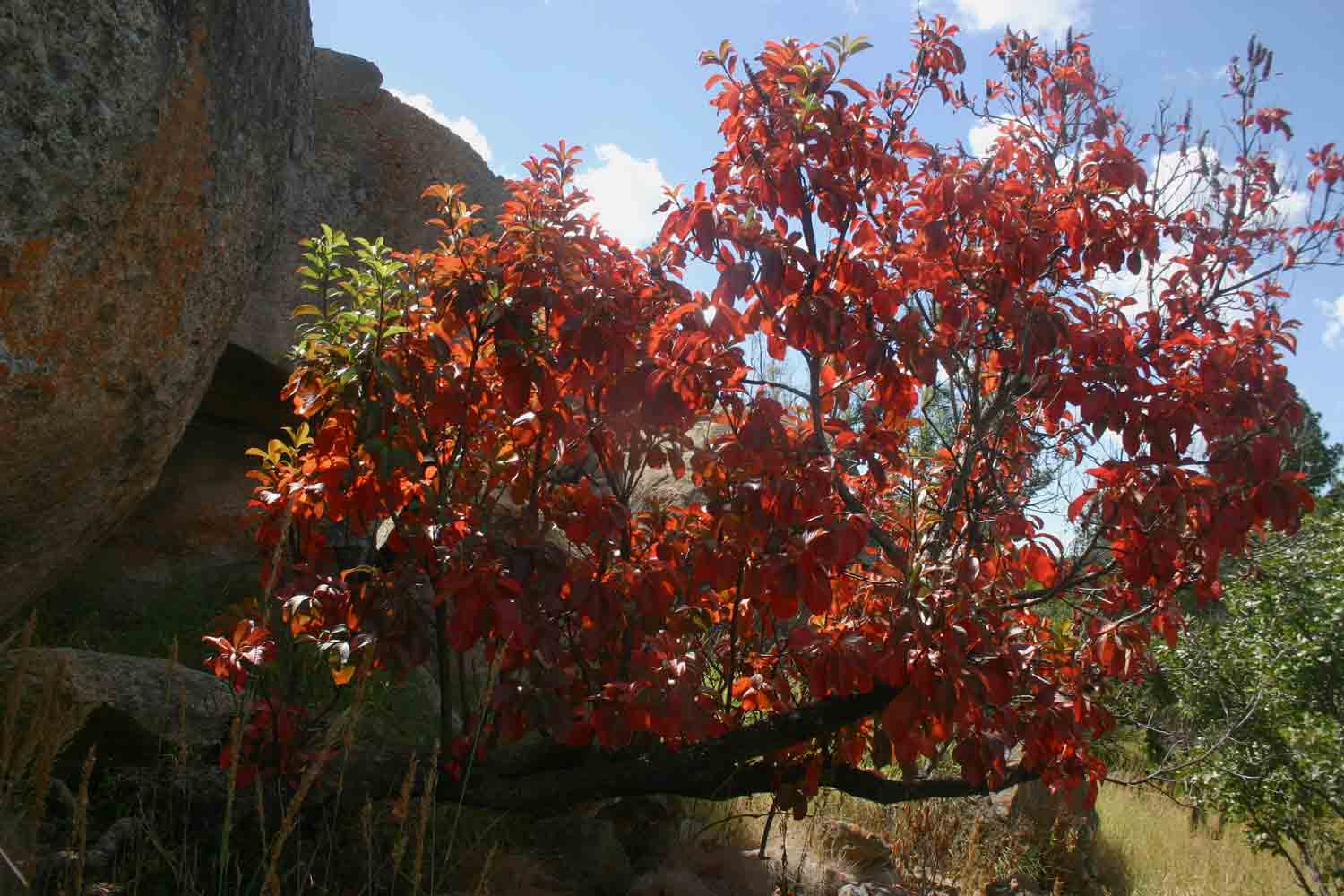 Hymenodictyon floribundum Hymenodictyon floribundum