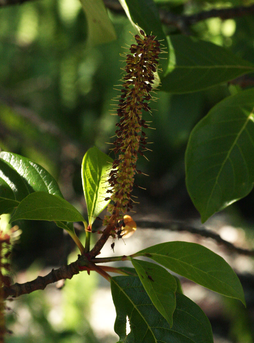 Hymenodictyon floribundum Hymenodictyon floribundum