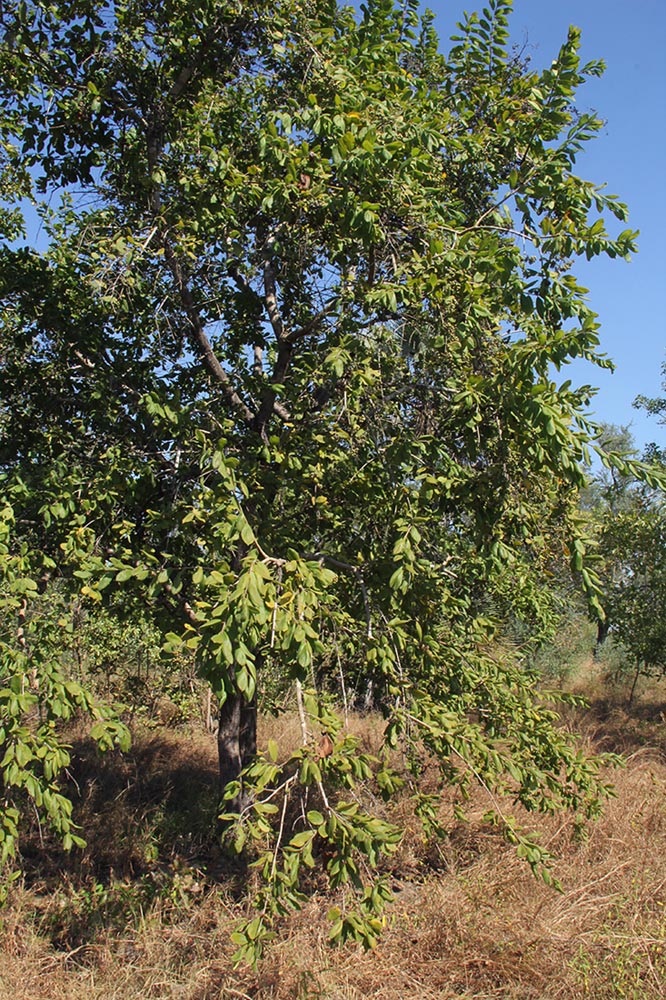 Crossopteryx febrifuga Crossopteryx febrifuga