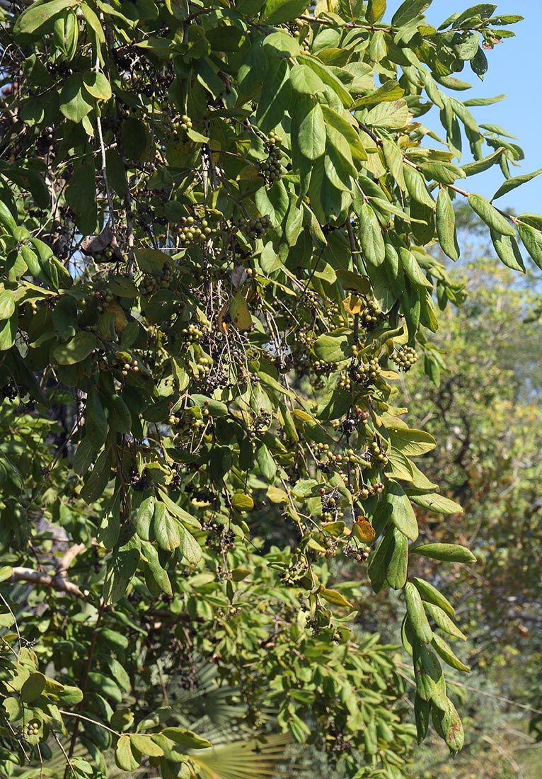 Crossopteryx febrifuga Crossopteryx febrifuga
