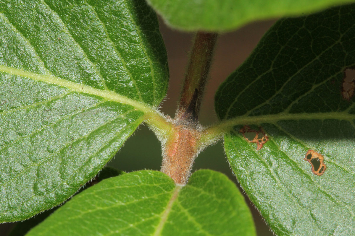 Crossopteryx febrifuga Crossopteryx febrifuga