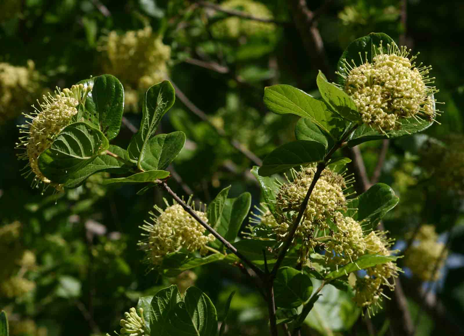Crossopteryx febrifuga Crossopteryx febrifuga