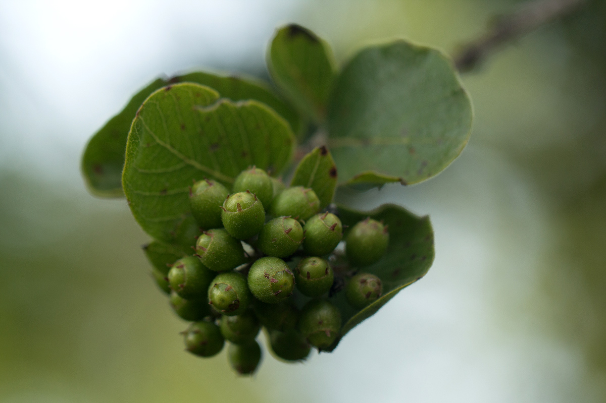 Crossopteryx febrifuga Crossopteryx febrifuga
