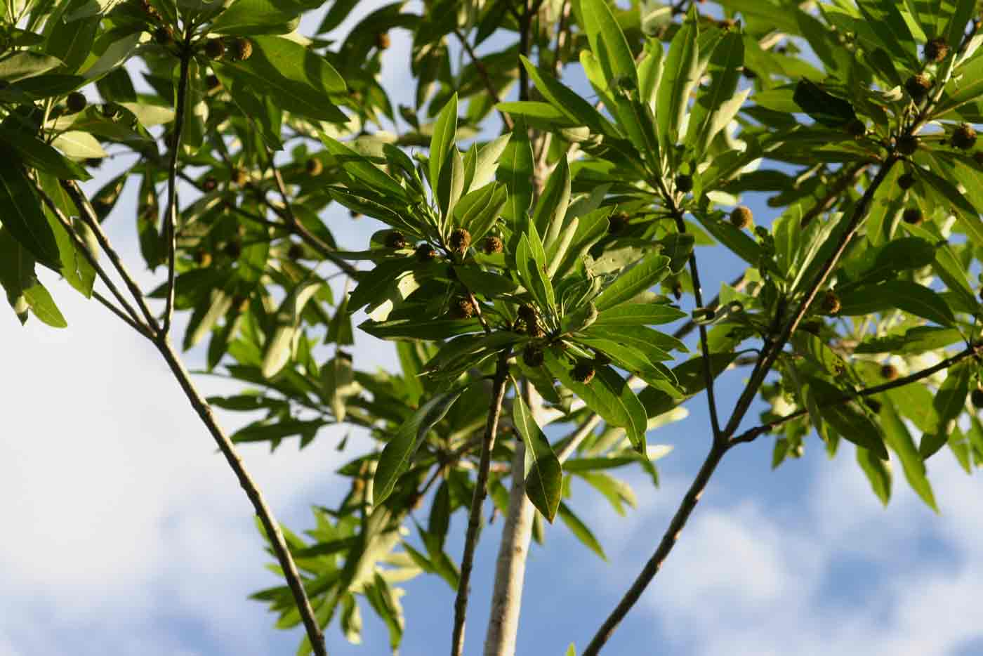 Breonadia salicina Breonadia salicina