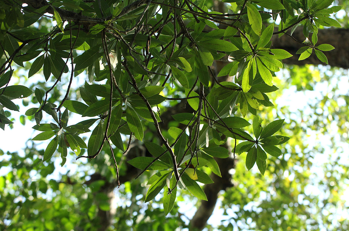 Breonadia salicina Breonadia salicina