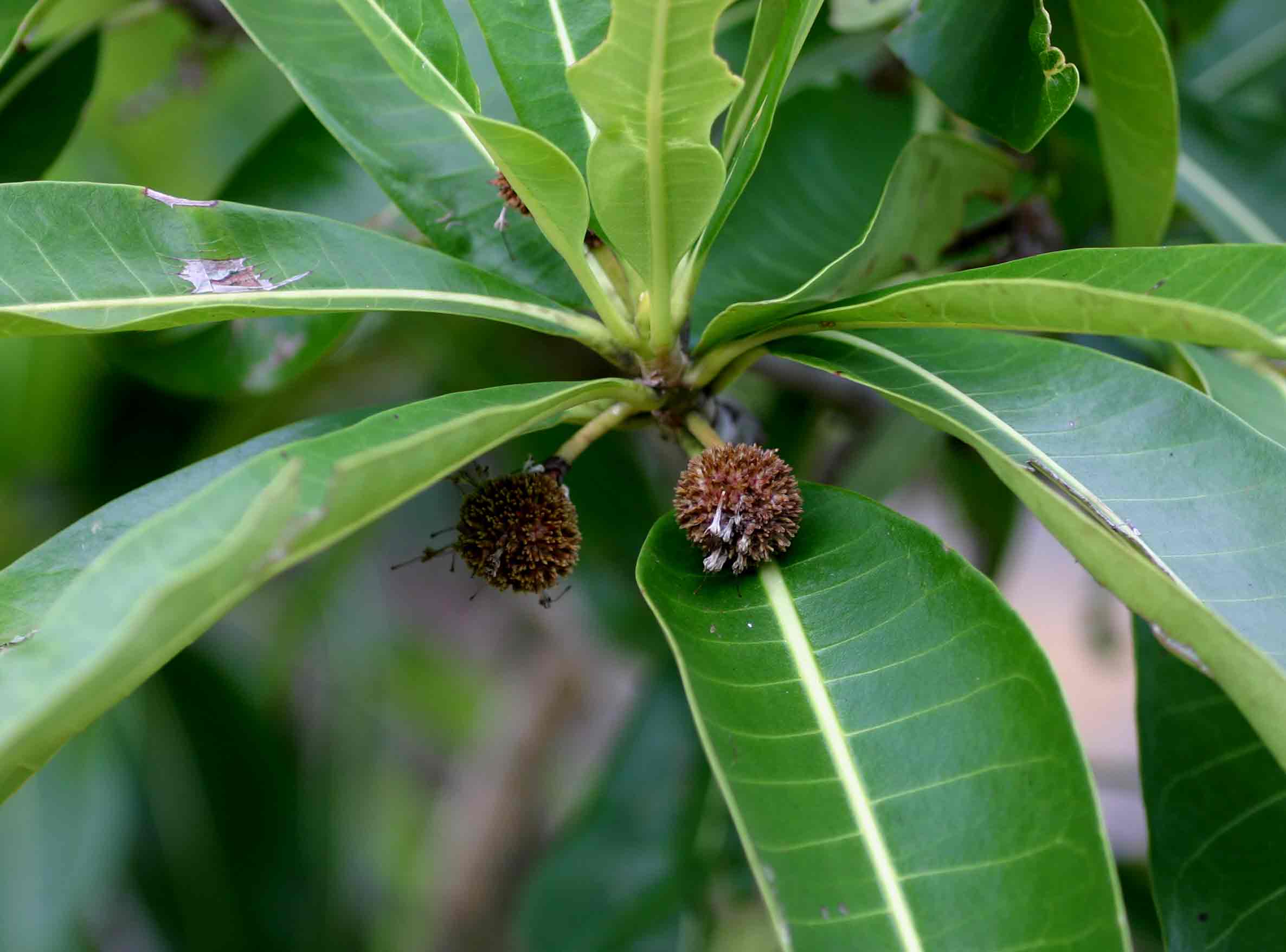 Breonadia salicina Breonadia salicina