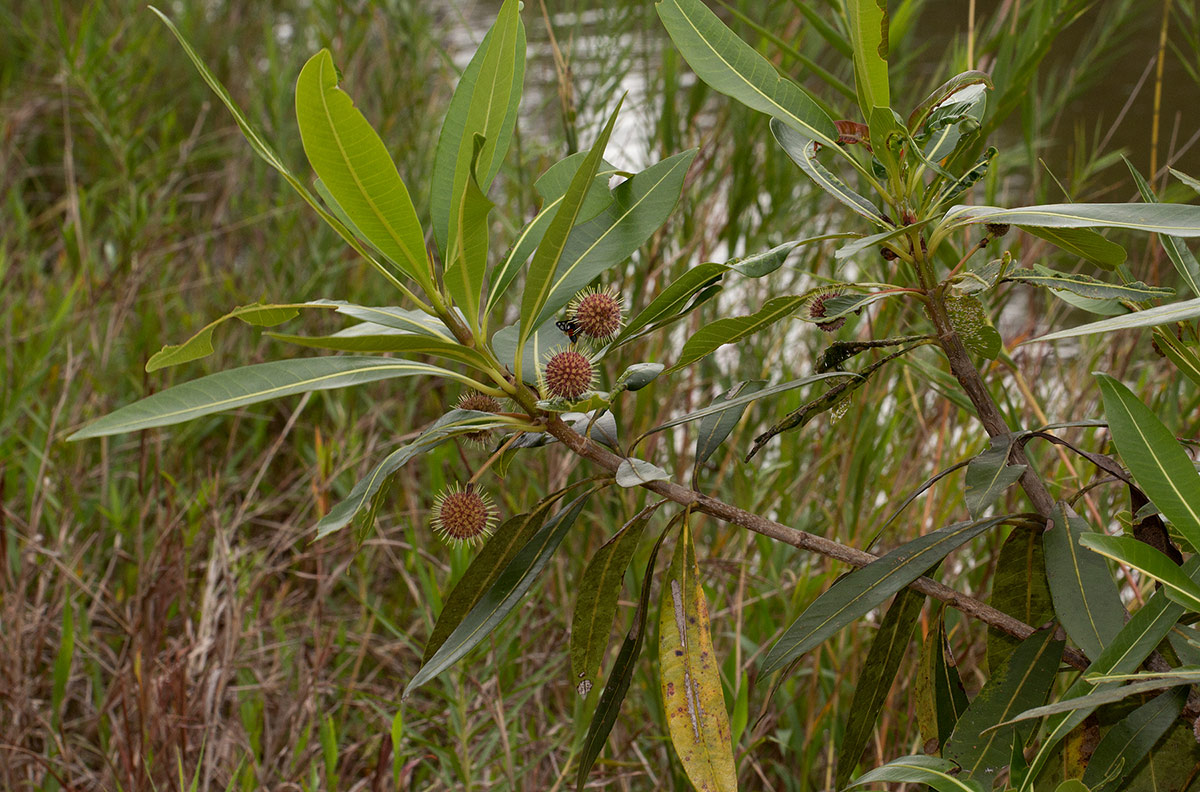 Breonadia salicina Breonadia salicina