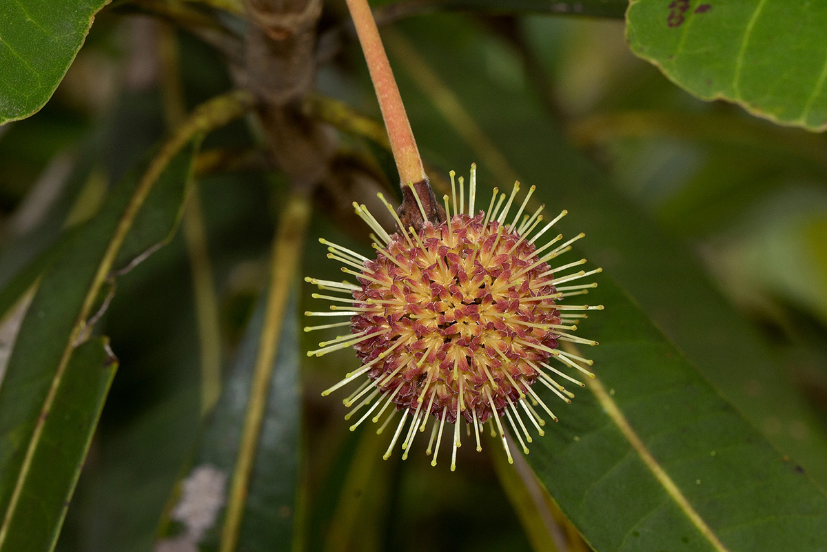 Breonadia salicina Breonadia salicina