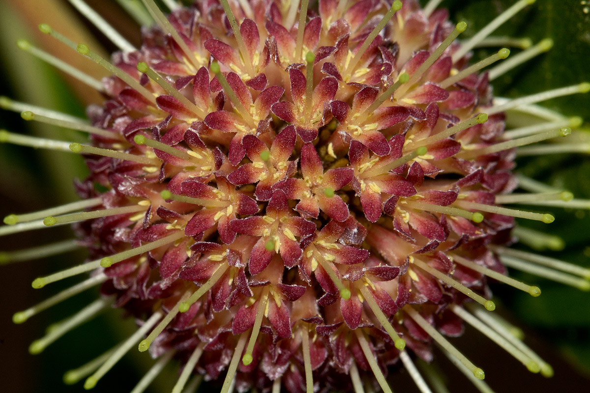 Breonadia salicina Breonadia salicina