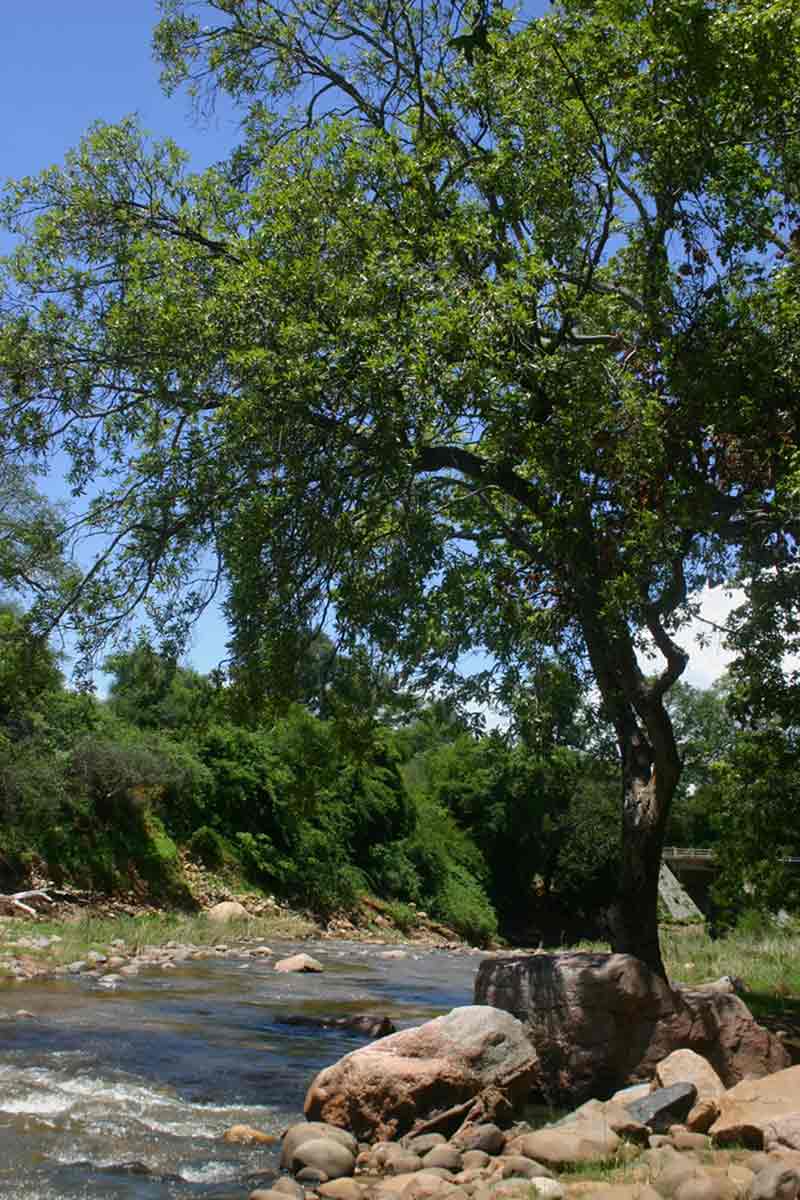 Breonadia salicina Breonadia salicina