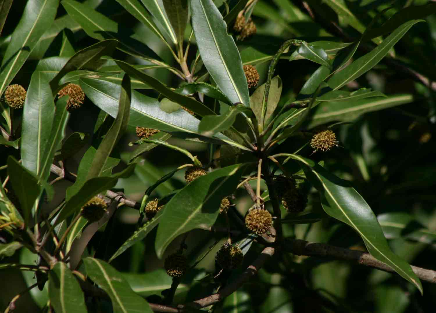 Breonadia salicina Breonadia salicina