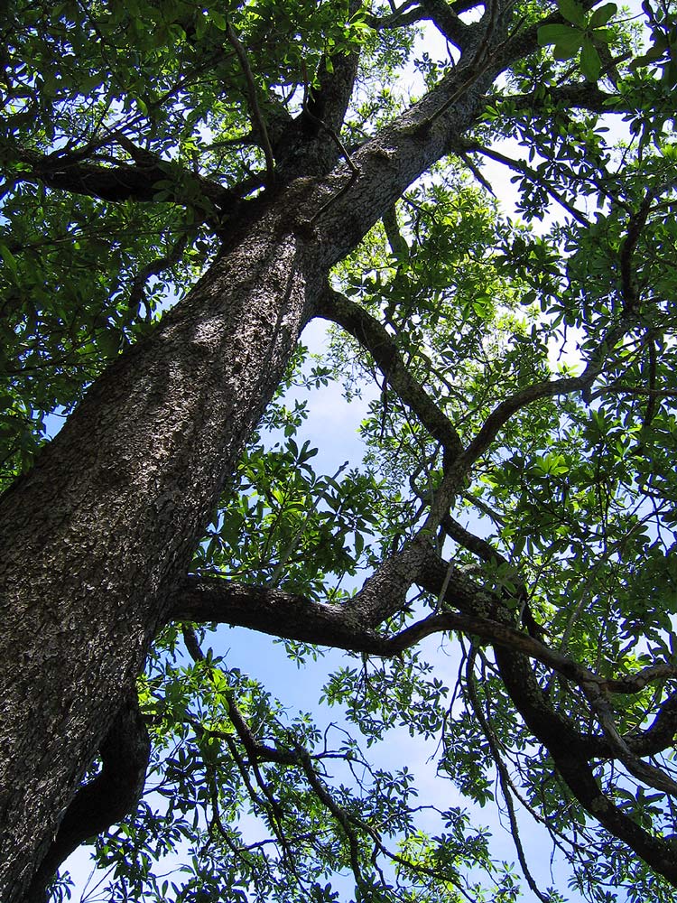 Breonadia salicina Breonadia salicina