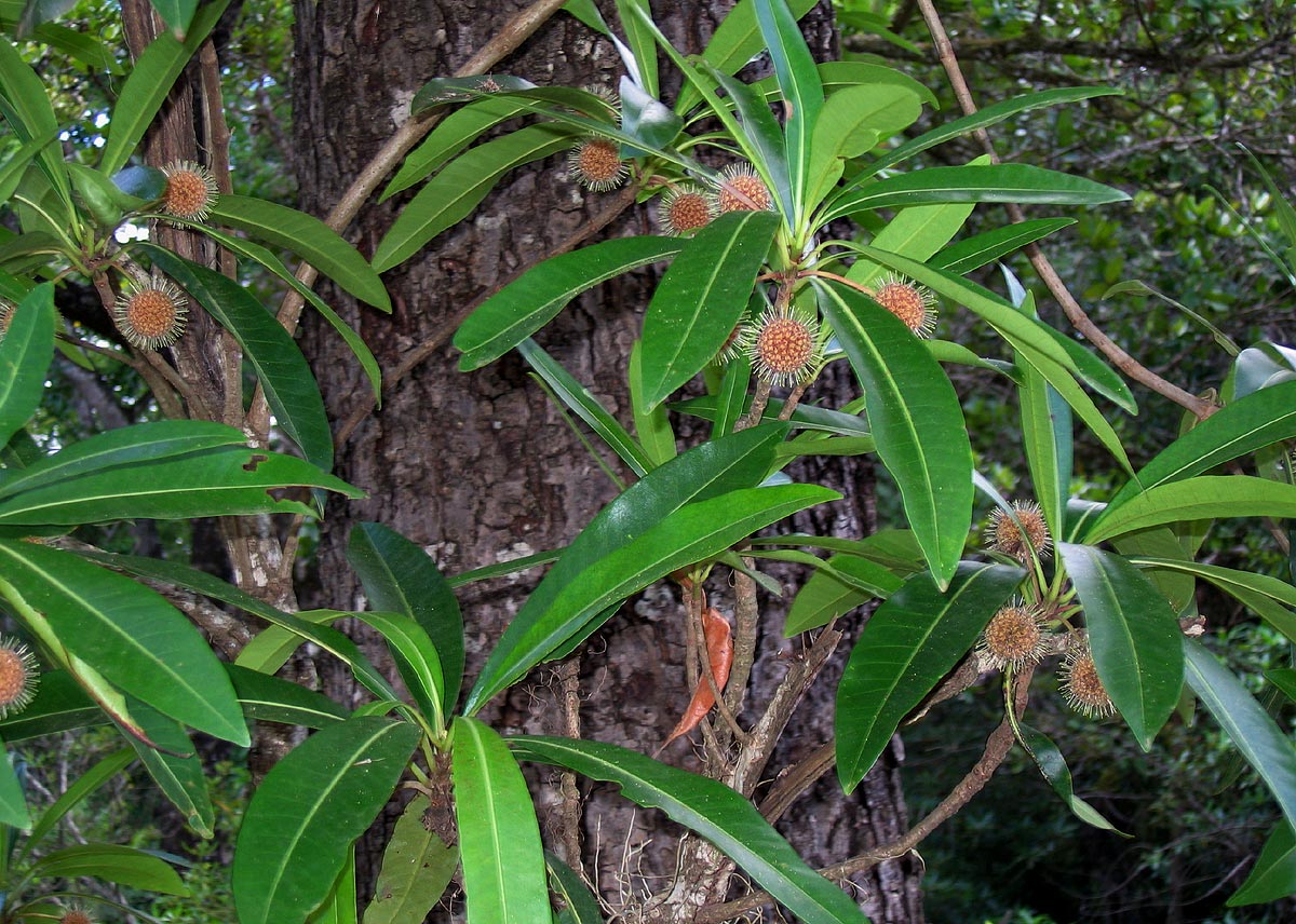 Breonadia salicina Breonadia salicina