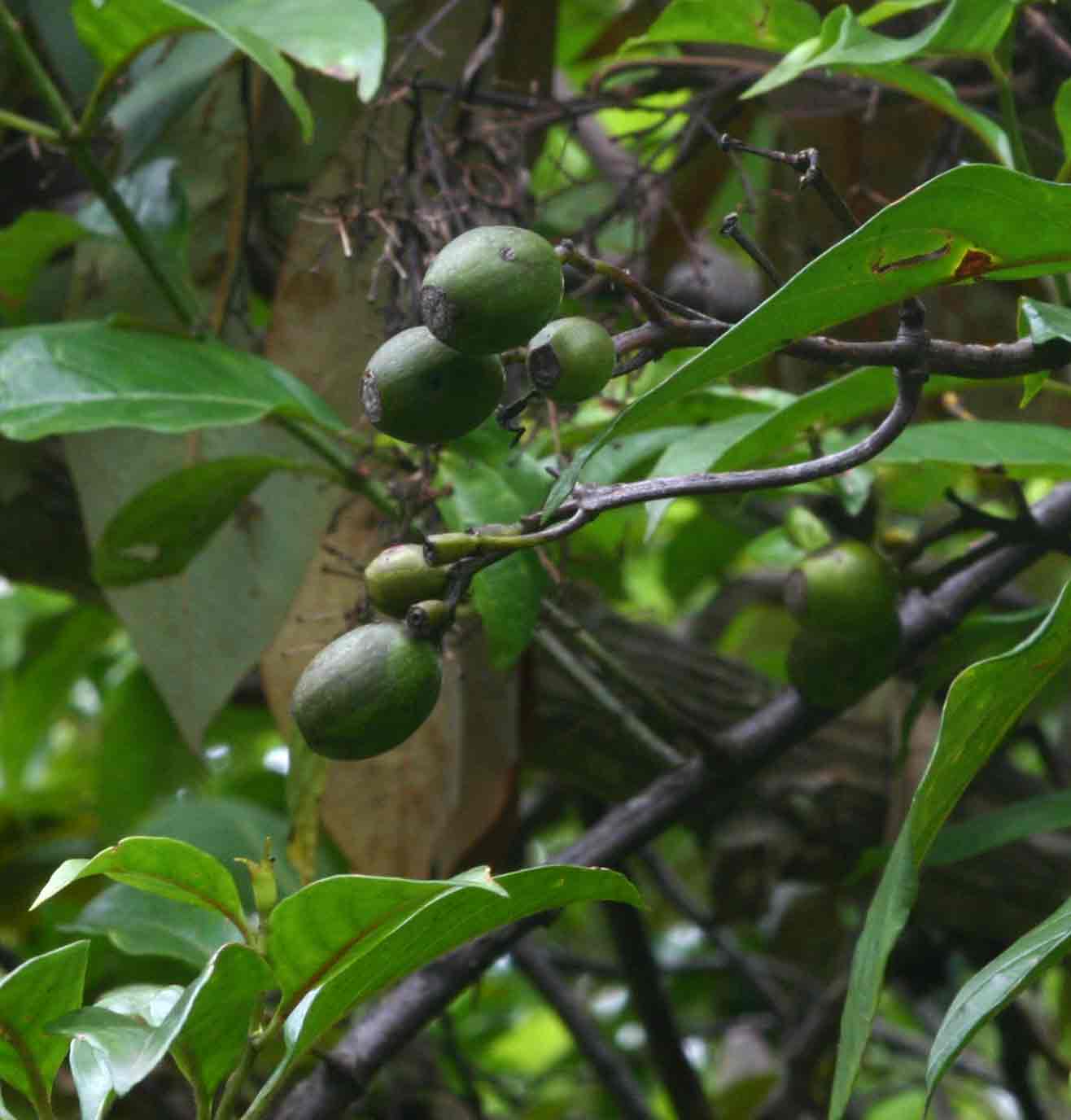 Mussaenda arcuata Mussaenda arcuata