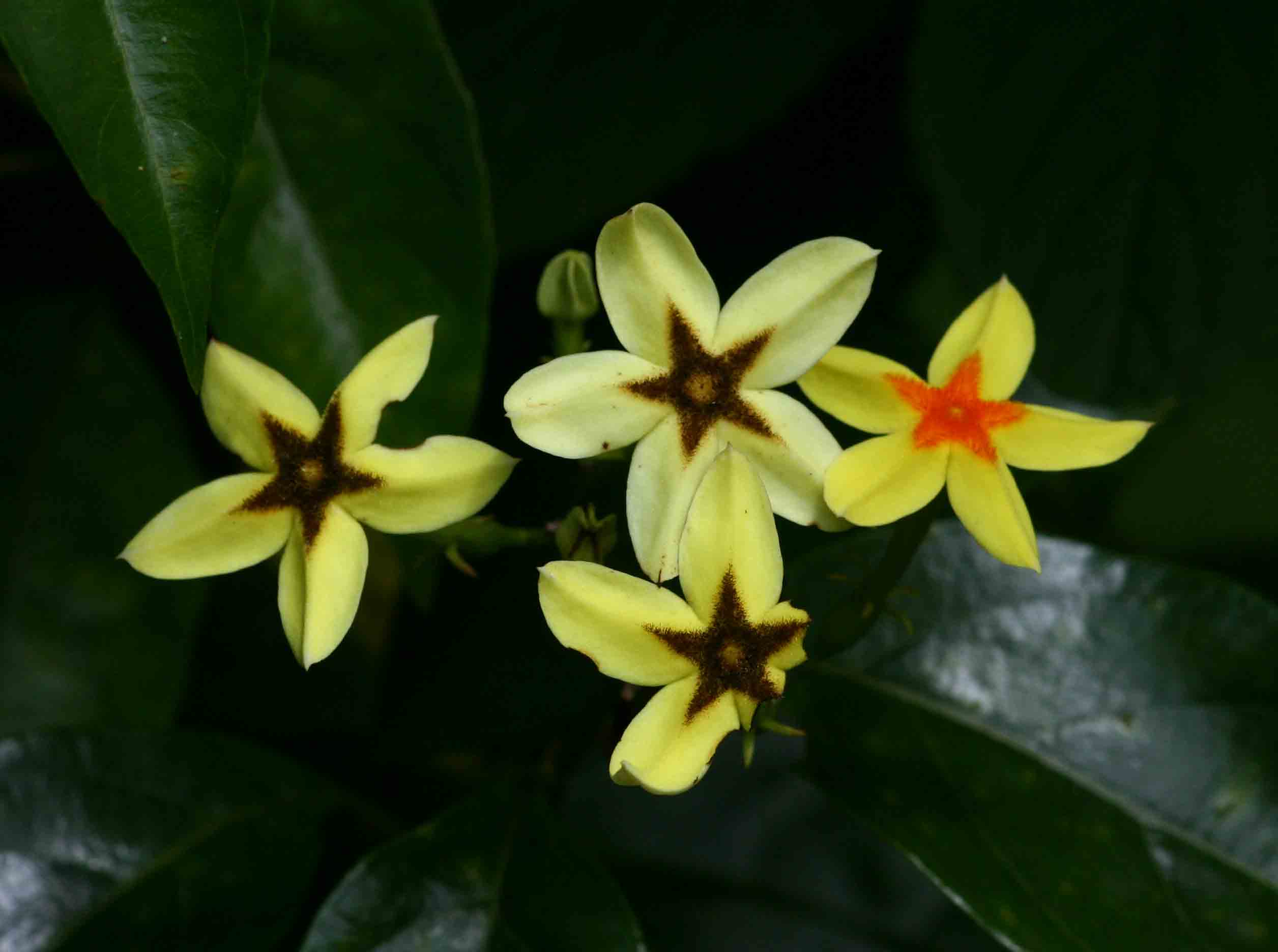 Mussaenda arcuata Mussaenda arcuata