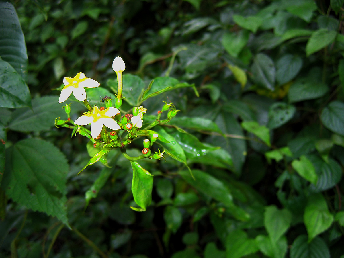 Mussaenda arcuata Mussaenda arcuata